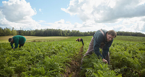 Three people are engaged in agricultural work against a backdrop of trees and a partly cloudy sky.