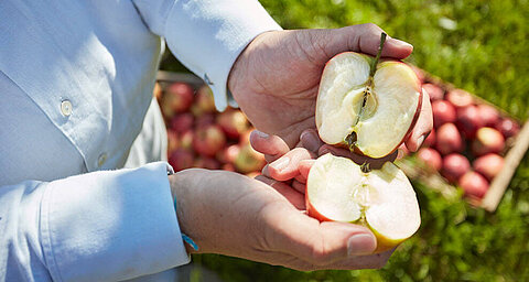 A person in a white shirt holds a halved apple, showing the seed core, with a wooden apple crate on a grassy field in the background.