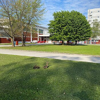 Ducks in front of the HiPP site in Croatia