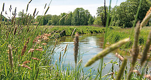A serene river winds through a lush green landscape, bordered by tall grasses and trees.
