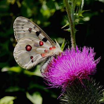 A butterfly on a flower