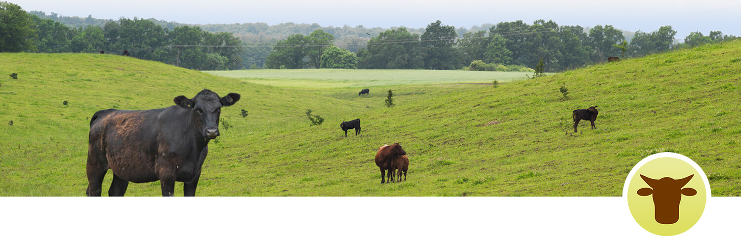 A black cow stands prominently in the foreground of a grassy pasture, with several other cows grazing in the distance, and a backdrop of trees and a power line.